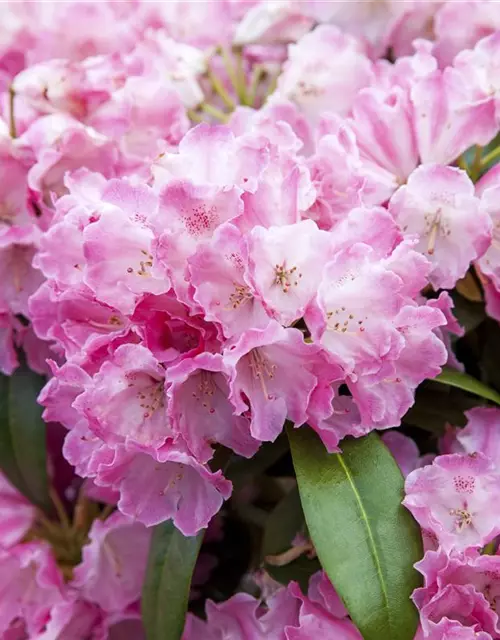 Yaku-Rhododendron 'Fantastica'