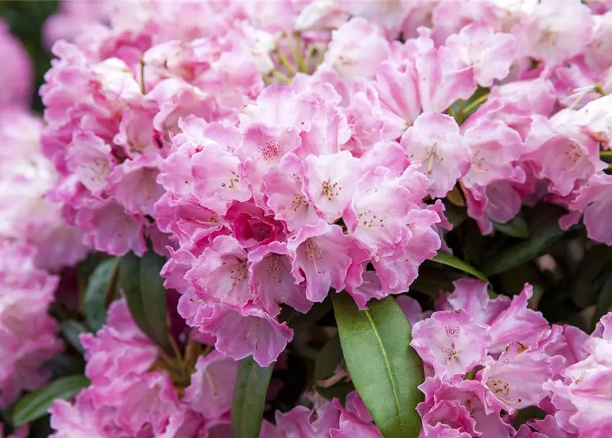 Yaku-Rhododendron 'Fantastica'