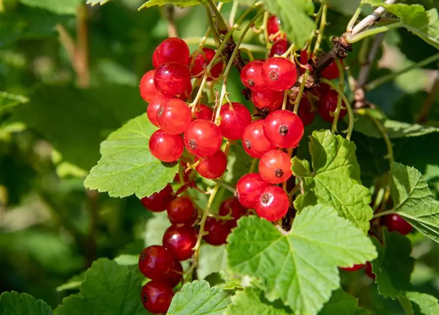 R Ribes rubrum 'Jonkheer van Tets' CAC