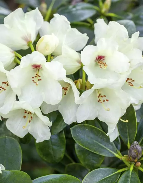 Yaku-Rhododendron 'Flava'