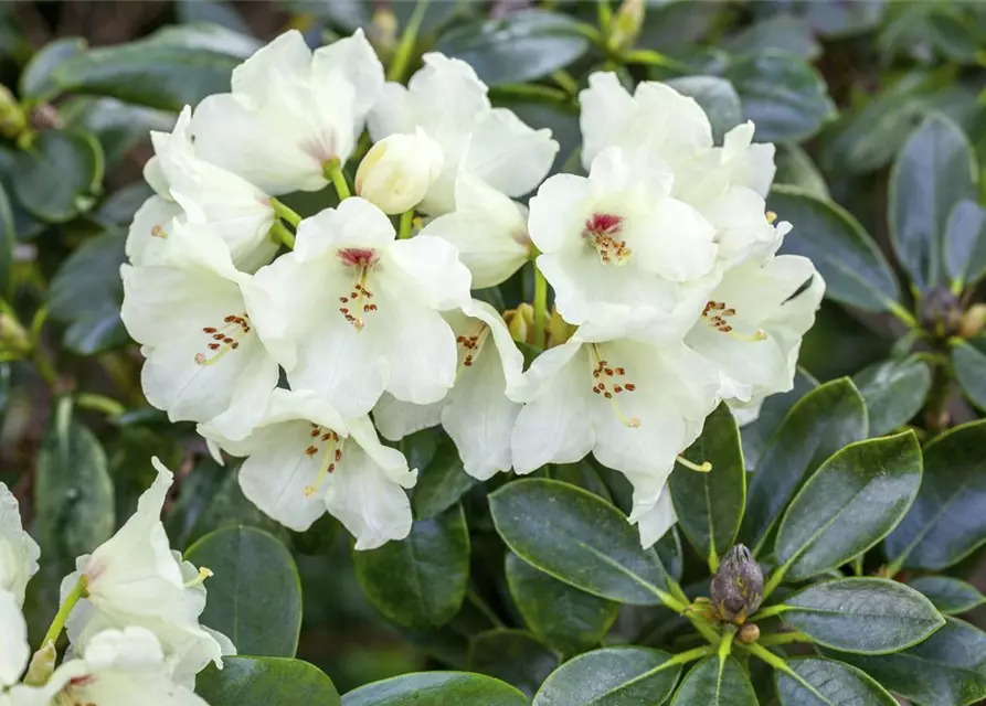 Yaku-Rhododendron 'Flava'