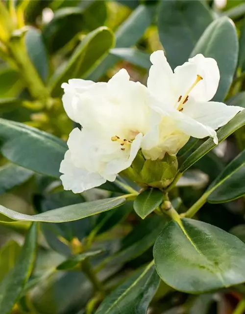 Yaku-Rhododendron 'Flava'