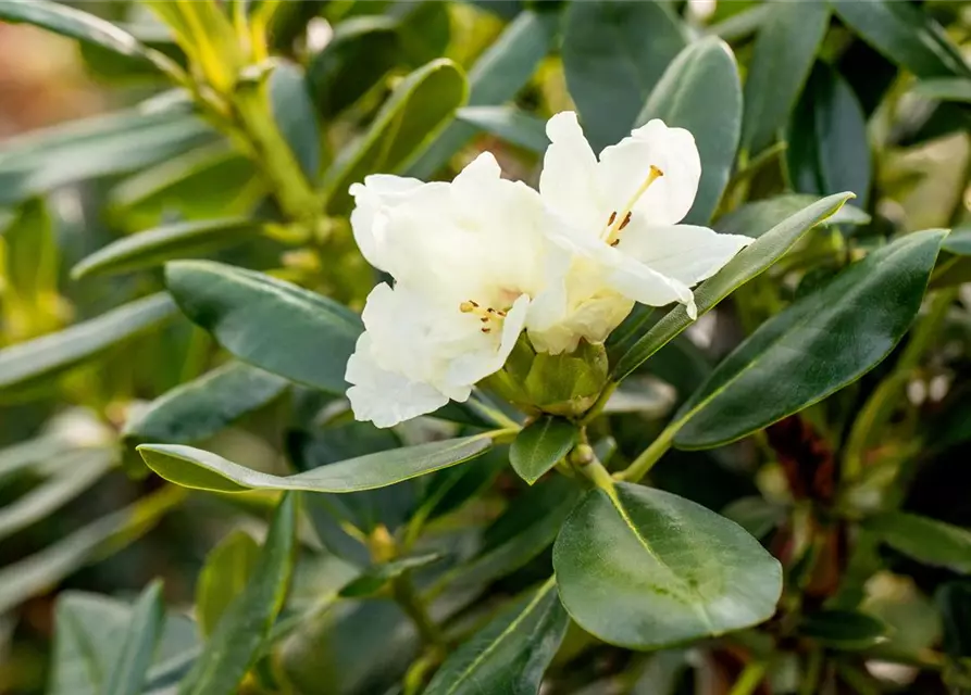 Yaku-Rhododendron 'Flava'