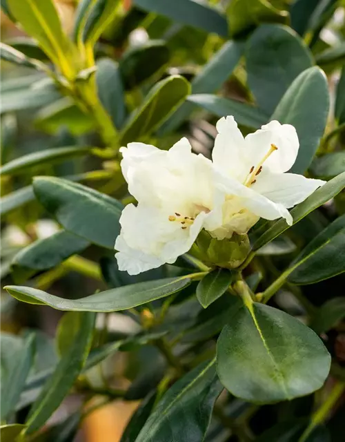 Yaku-Rhododendron 'Flava'