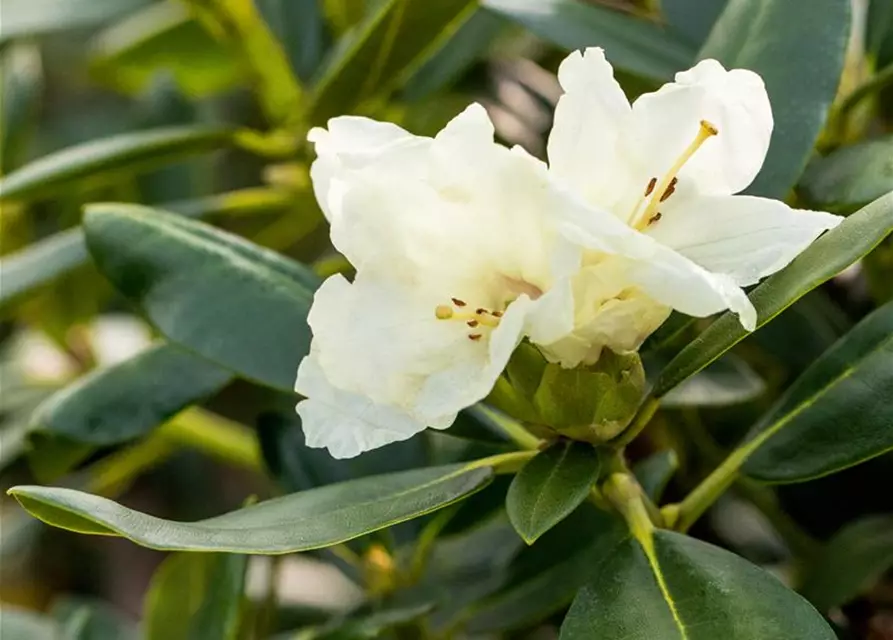 Yaku-Rhododendron 'Flava'