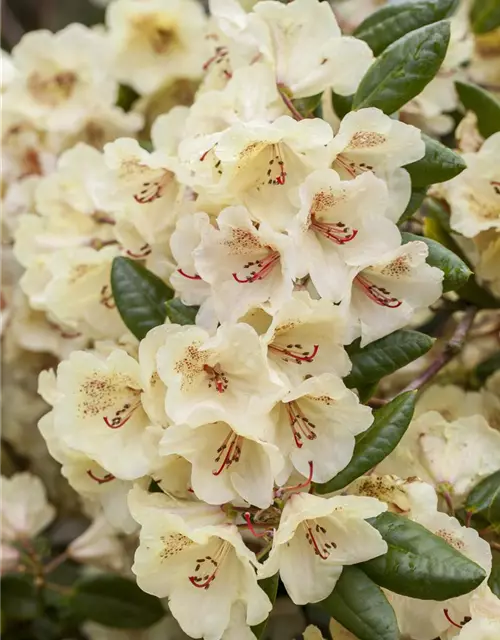 Yaku-Rhododendron 'Flava'