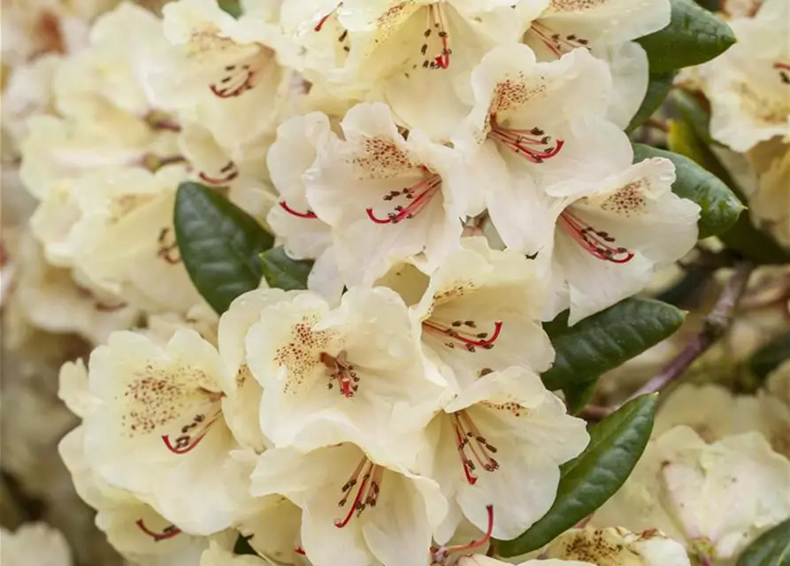 Yaku-Rhododendron 'Flava'