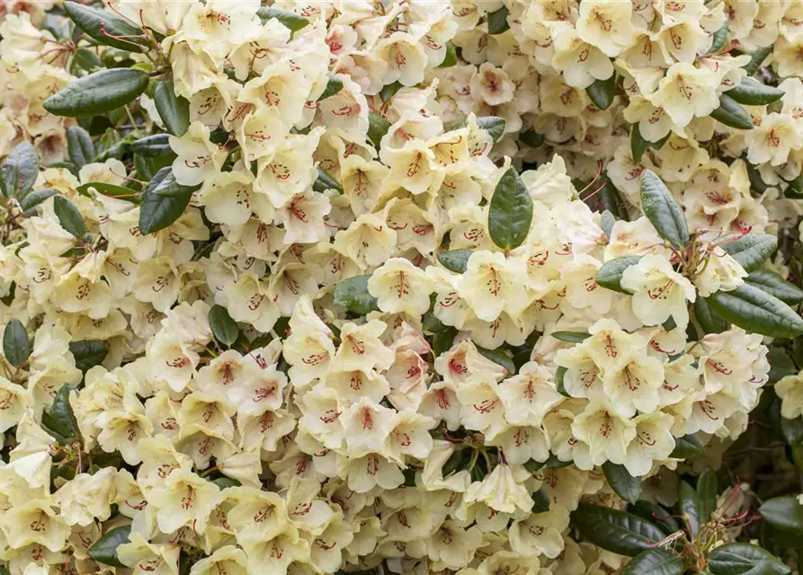 Yaku-Rhododendron 'Flava'