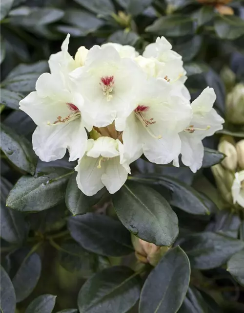 Yaku-Rhododendron 'Flava'