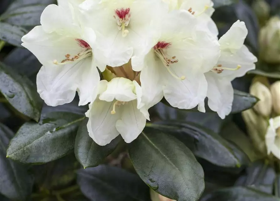 Yaku-Rhododendron 'Flava'