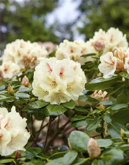 Yaku-Rhododendron 'Flava'