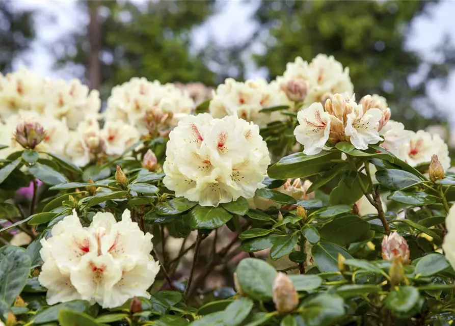 Yaku-Rhododendron 'Flava'