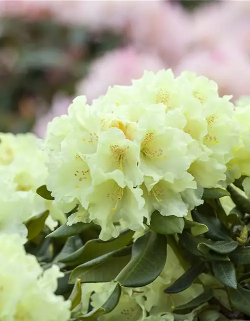 Yaku-Rhododendron 'Flava'