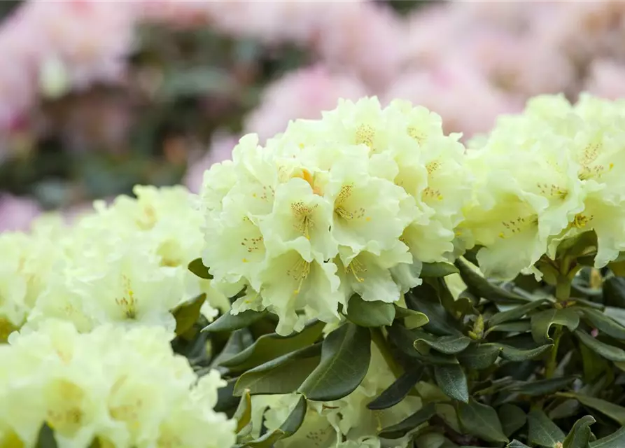 Yaku-Rhododendron 'Flava'