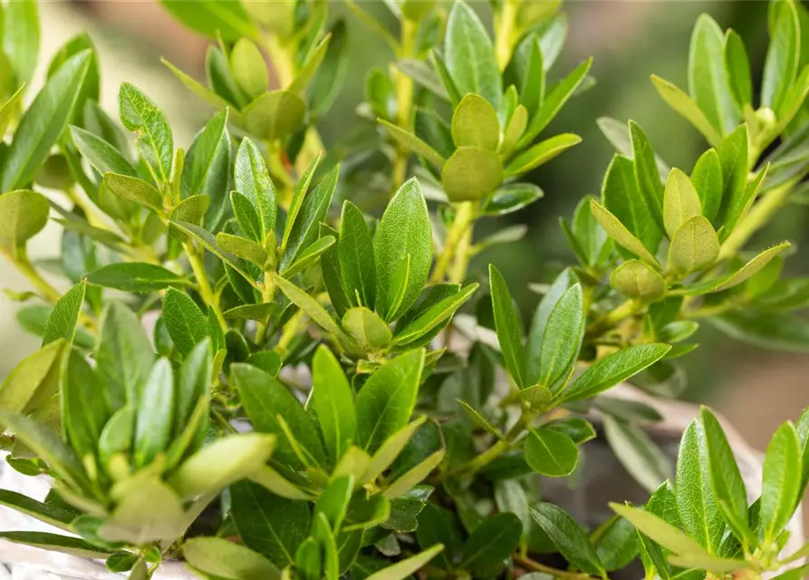 Rhododendron 'Bloombux® Nugget'