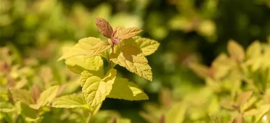 Sommerspiere 'Magic Carpet'®