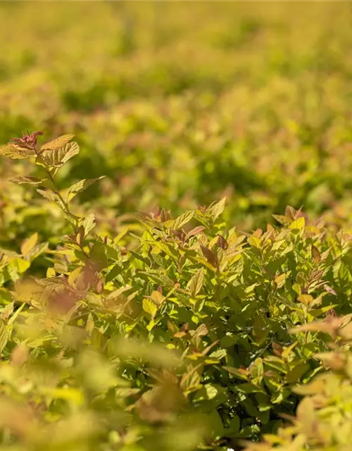 Sommerspiere 'Magic Carpet'®