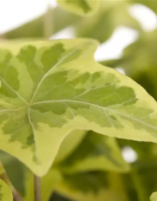 Hedera helix, gelb-grün