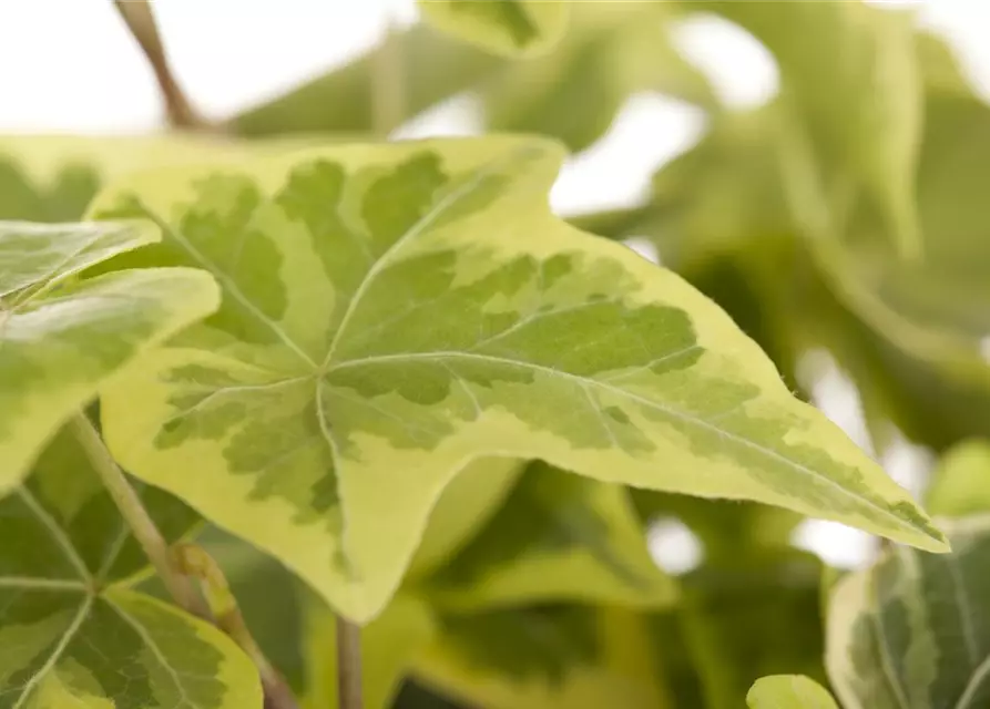 Hedera helix, gelb-grün