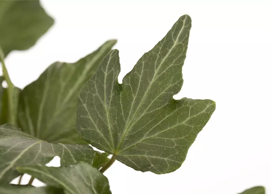 Hedera helix