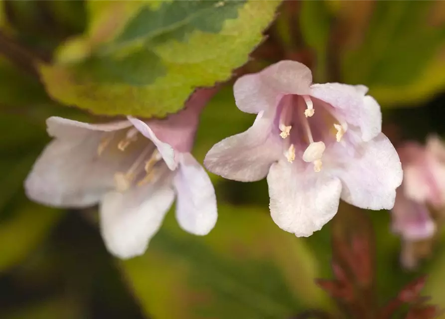 Weigelie 'Magical Rainbow'®