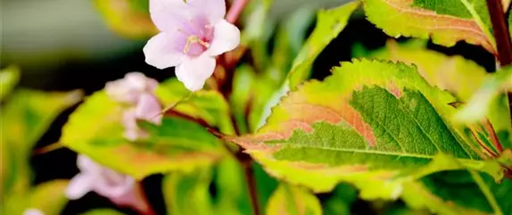 Laubgehölze pflegen und den Garten in Schuss halten 