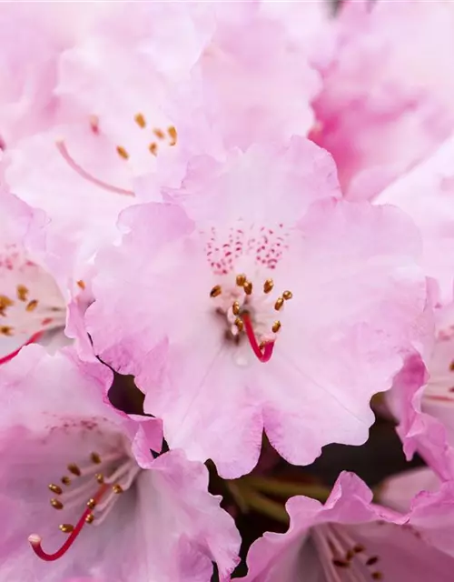 Rhododendron yakushimanum 'Heinje's Zauberflöte'