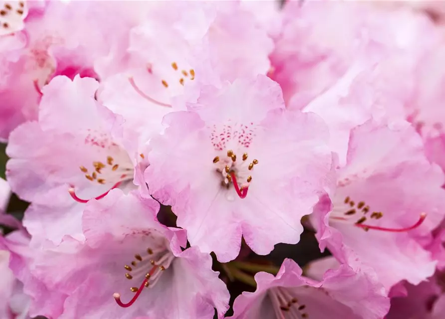 Rhododendron yakushimanum 'Heinje's Zauberflöte'