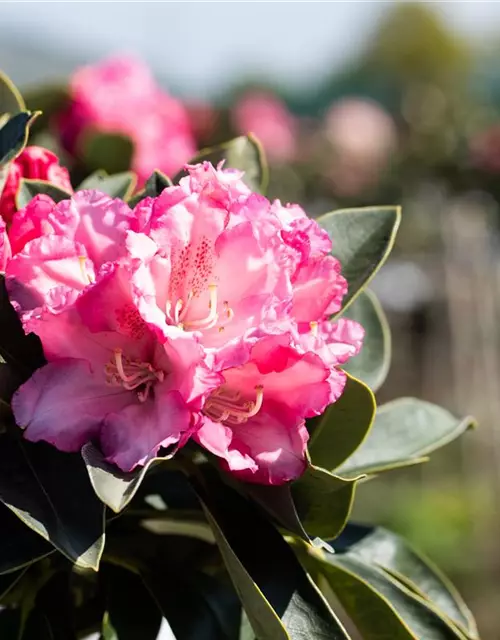 Rhododendron yakushimanum 'Heinje's Zauberflöte'