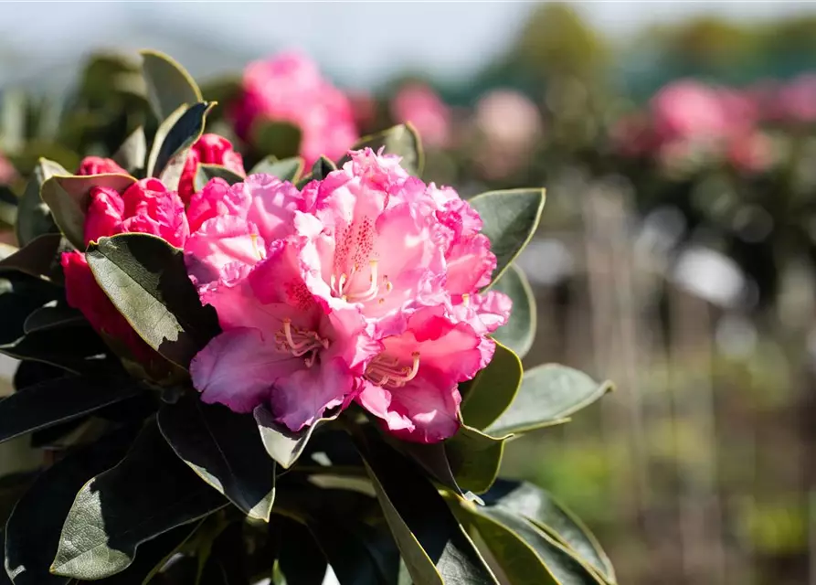 Rhododendron yakushimanum 'Heinje's Zauberflöte'