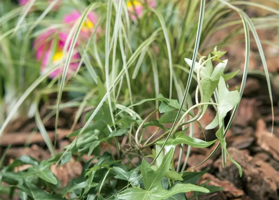 Hedera helix