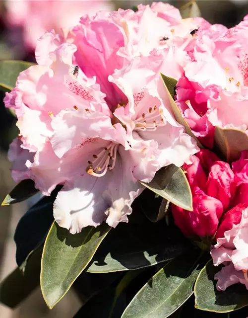 Rhododendron yakushimanum 'Heinje's Zauberflöte'