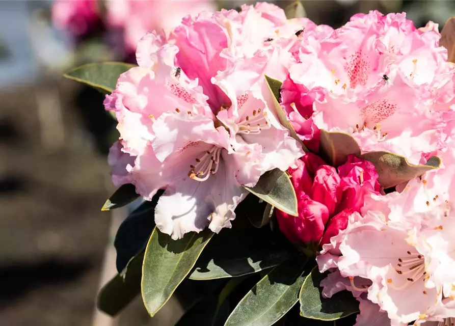 Rhododendron yakushimanum 'Heinje's Zauberflöte'