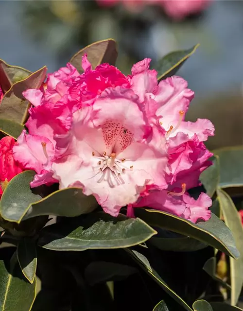 Rhododendron yakushimanum 'Heinje's Zauberflöte'