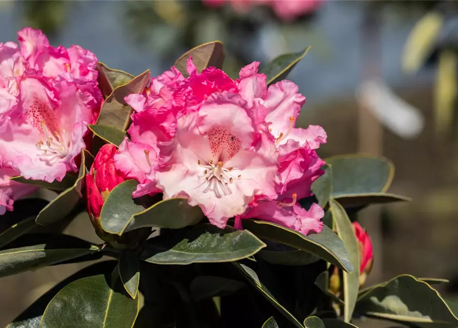 Rhododendron yakushimanum 'Heinje's Zauberflöte'