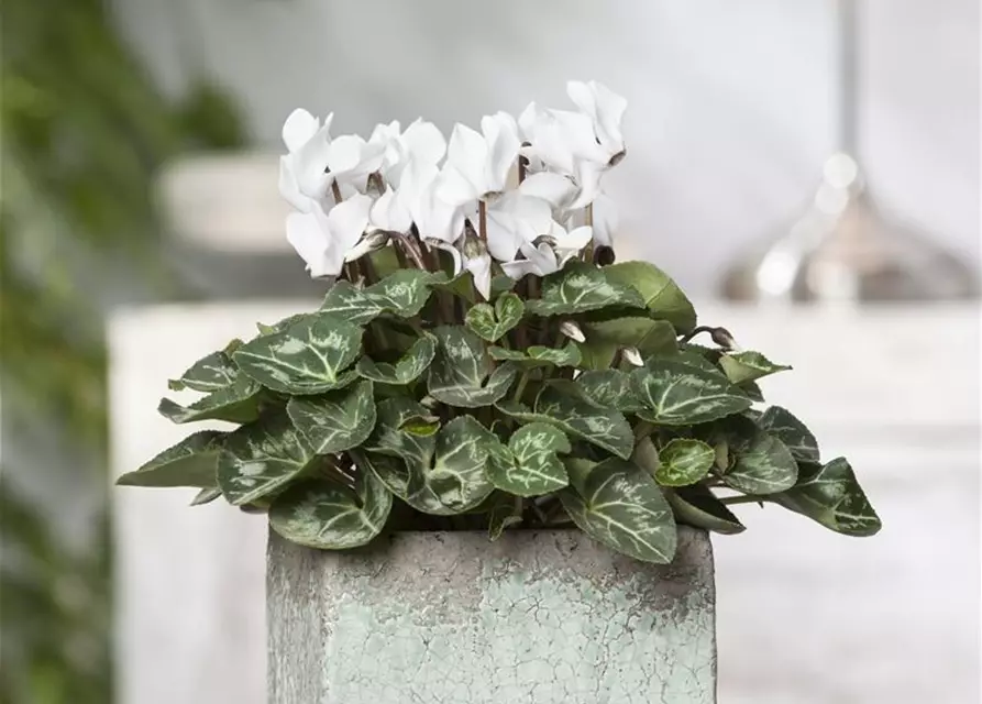 Cyclamen persicum, weiß