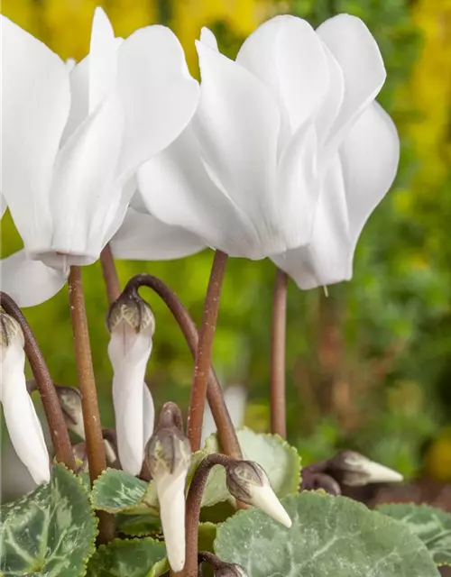 Cyclamen persicum, weiß