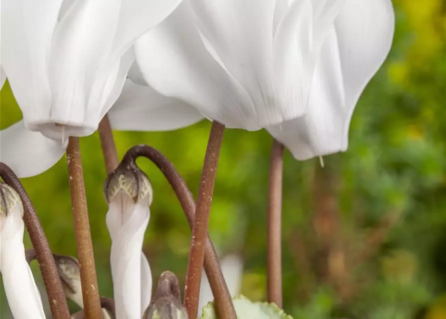 Cyclamen persicum, weiß