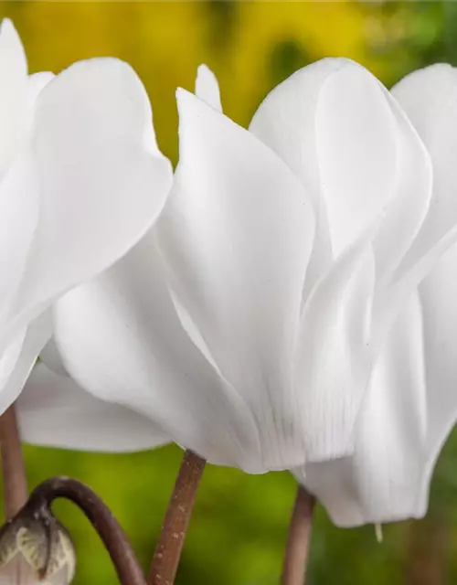 Cyclamen persicum, weiß