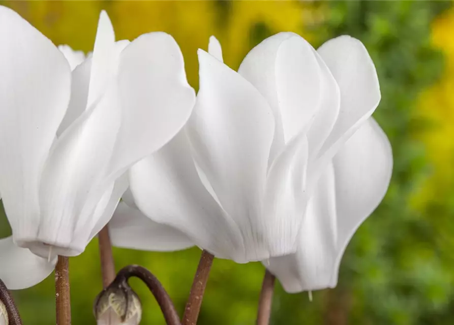 Cyclamen persicum, weiß