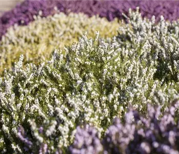 Der Heidegarten: Erholung und Idylle für Zuhause