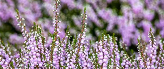 Der Heidegarten: Erholung und Idylle für Zuhause