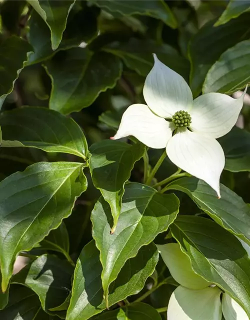 Japanischer Blumen-Hartriegel 'Flower Tower'