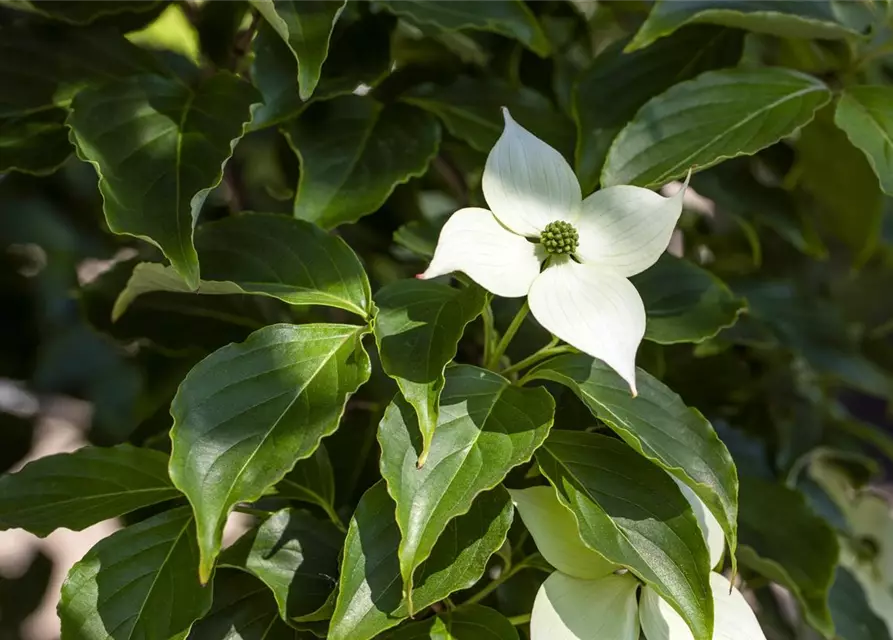 Japanischer Blumen-Hartriegel 'Flower Tower'