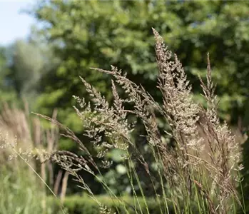 WIE GRäSER DEN GARTEN AUFWERTEN