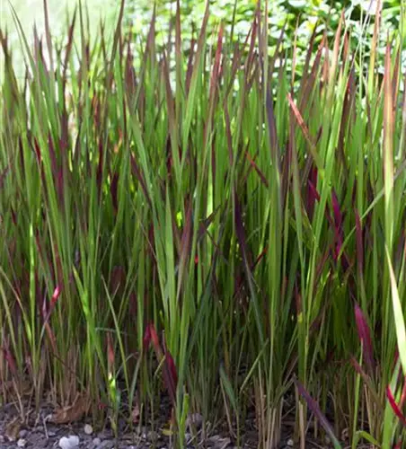 Imperata cylindrica