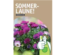 Infobroschüre Sommerlaune