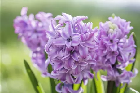 BUNTE FRÜHLINGSBLÜHER FÜR DRAUßEN 