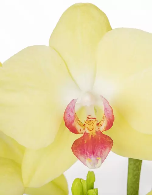 Orchidee, gelb, 2-rispig