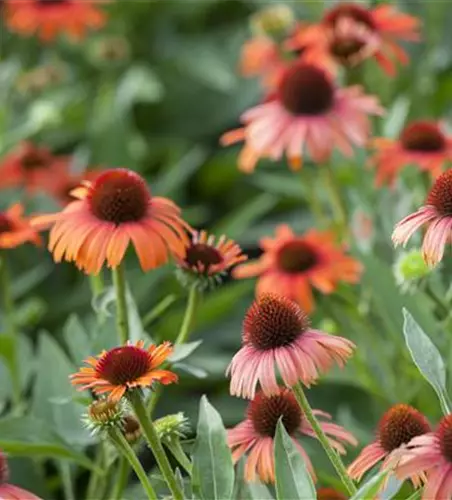 Echinacea purpurea